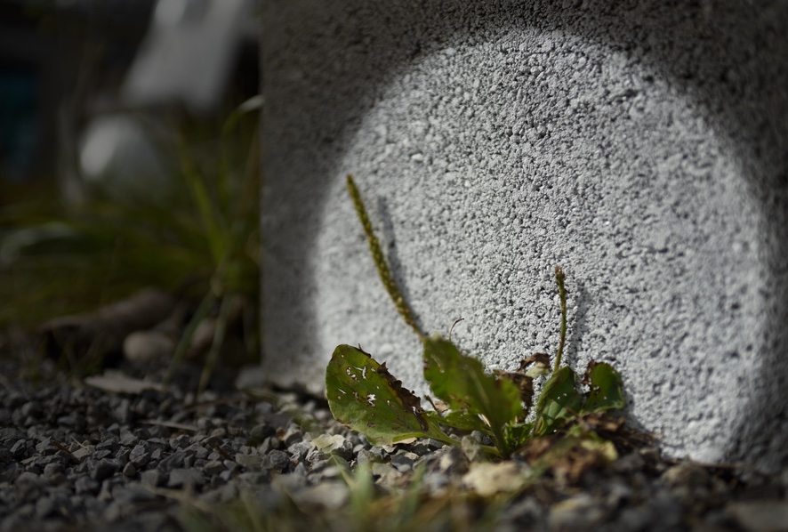 Bureau Baubotanik, Fugenvegetation vor einem Kreidekreis